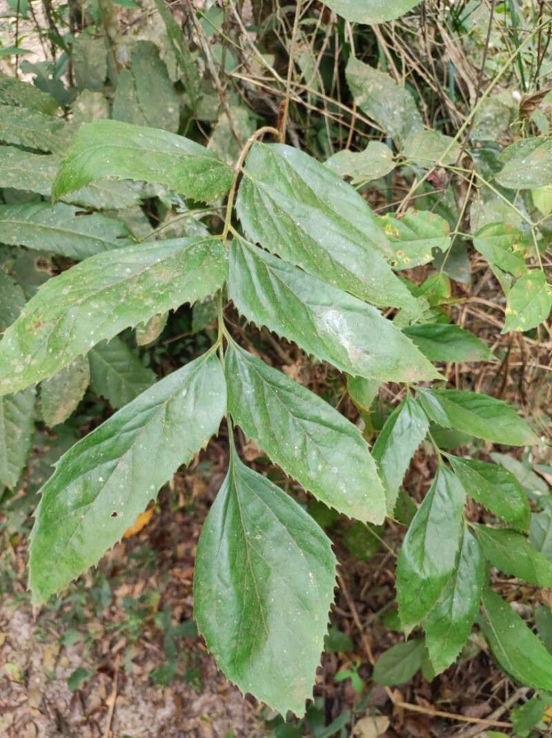 Roupala 6