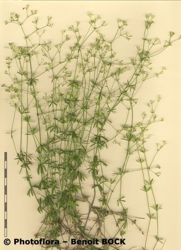 Caglio liscio 22