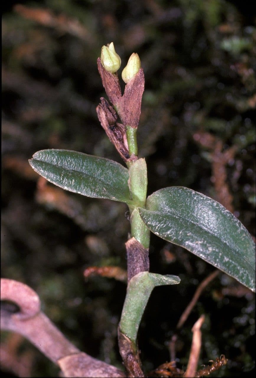 Epidendrum 2