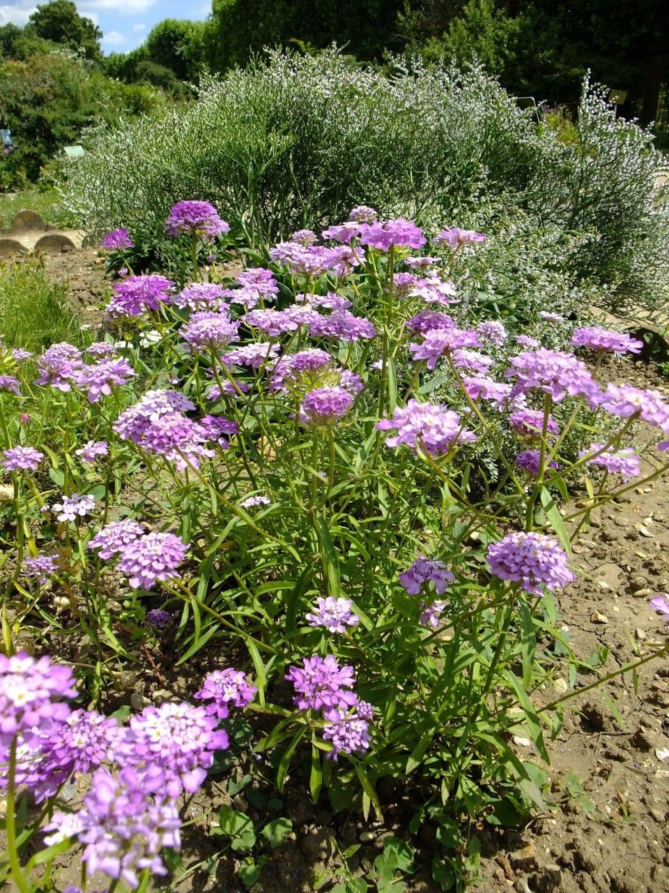 Iberka okolíkatá 14