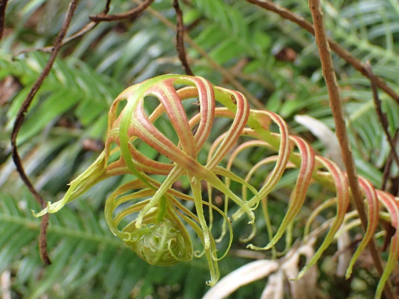 Blechnum attenuatum 13