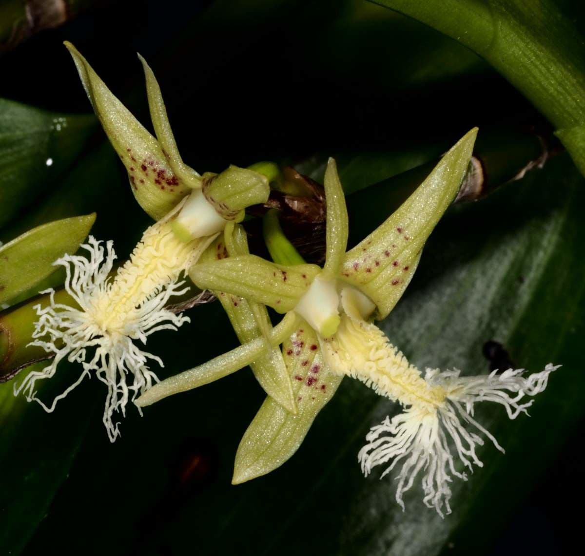 Dendrobium 4
