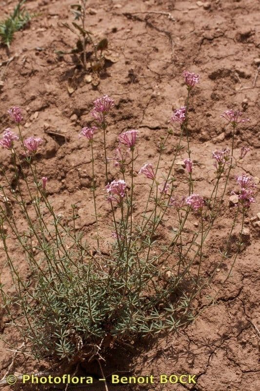 Asperula hirsuta 6