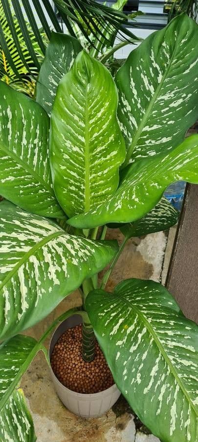 Dieffenbachia 14