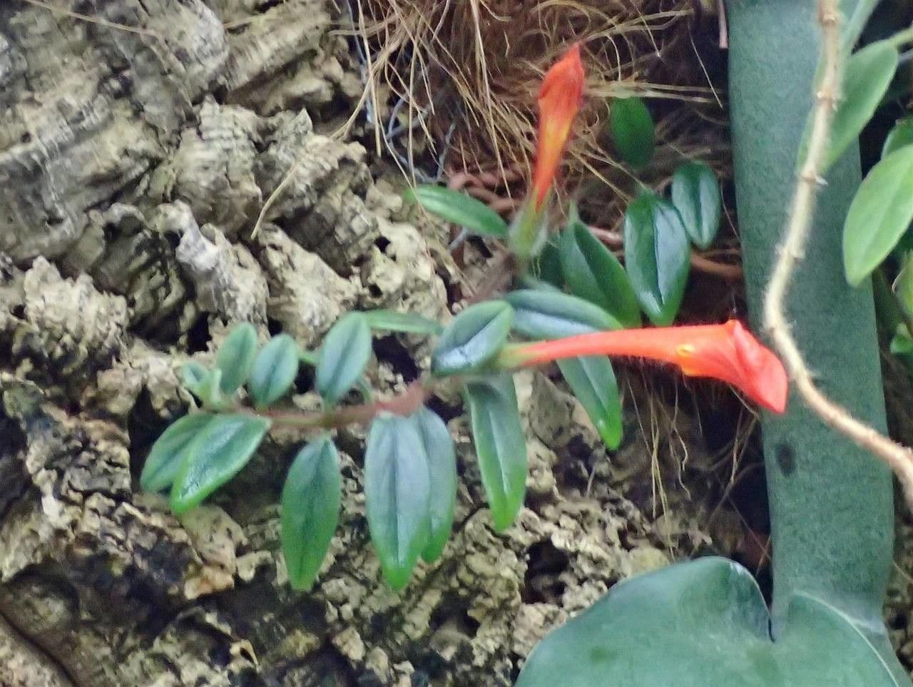 Columnea 9