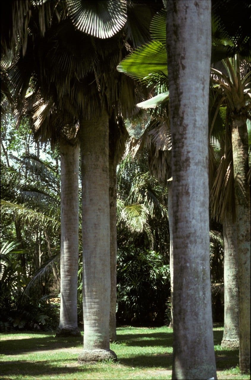 Copernicia 8