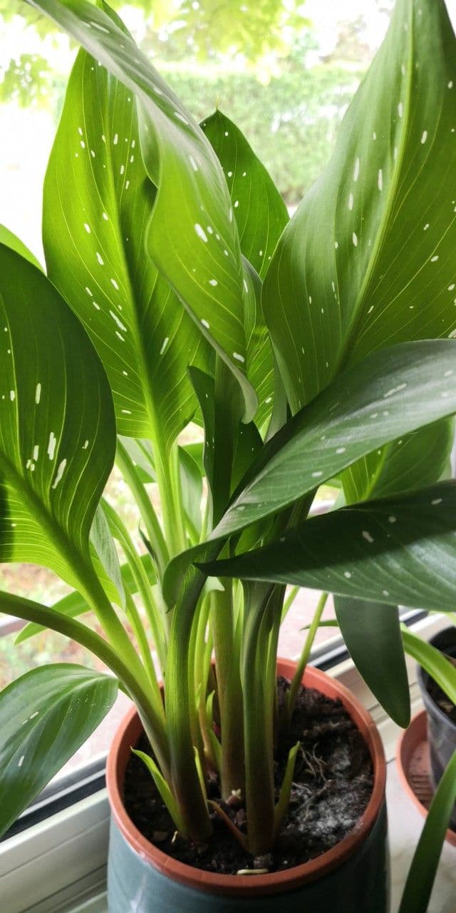 Calla di Elliott 10