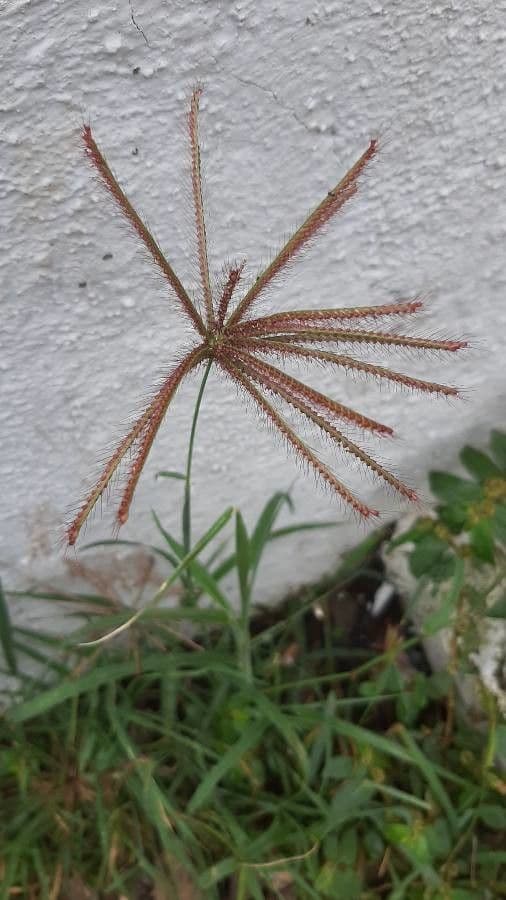 Chloris barbata 9
