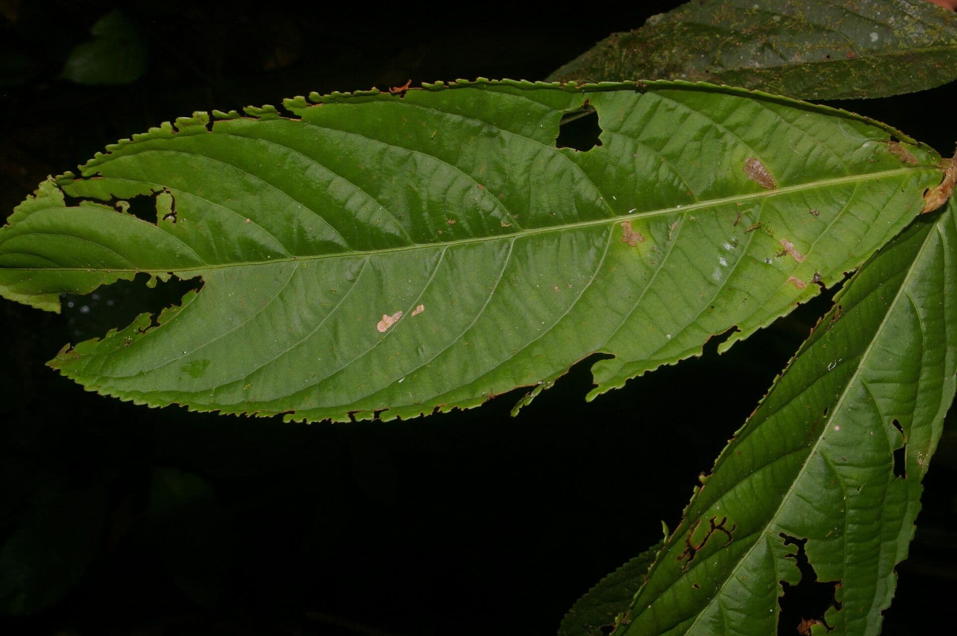 Casearia 4