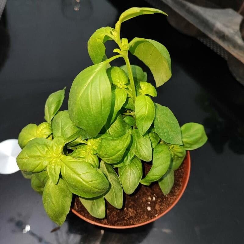 Basilic 11
