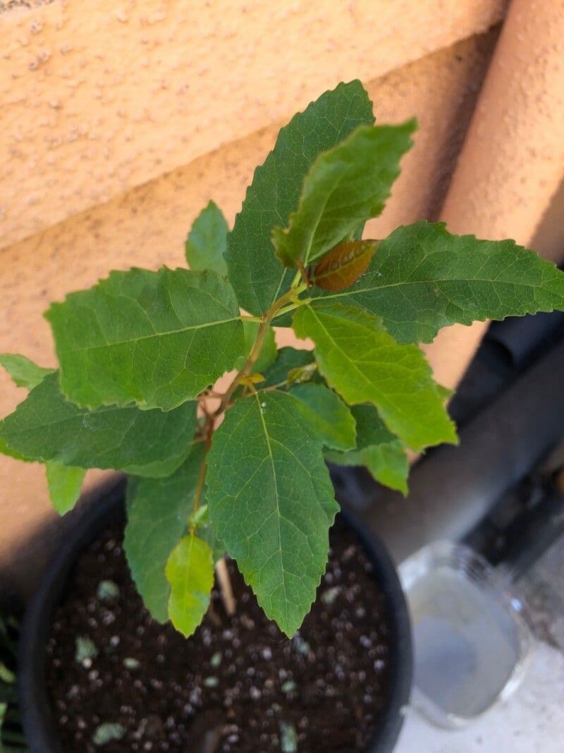 Aristotelia chilensis 16