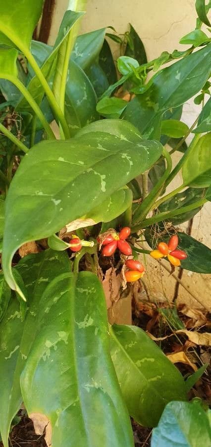 Aglaonema 9