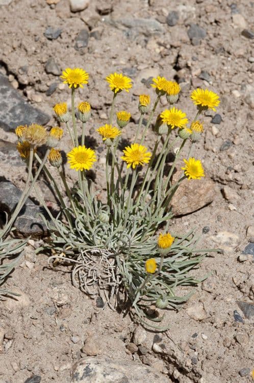 Erigeron 9