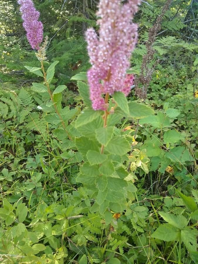 Brestovec kalinolistý 19