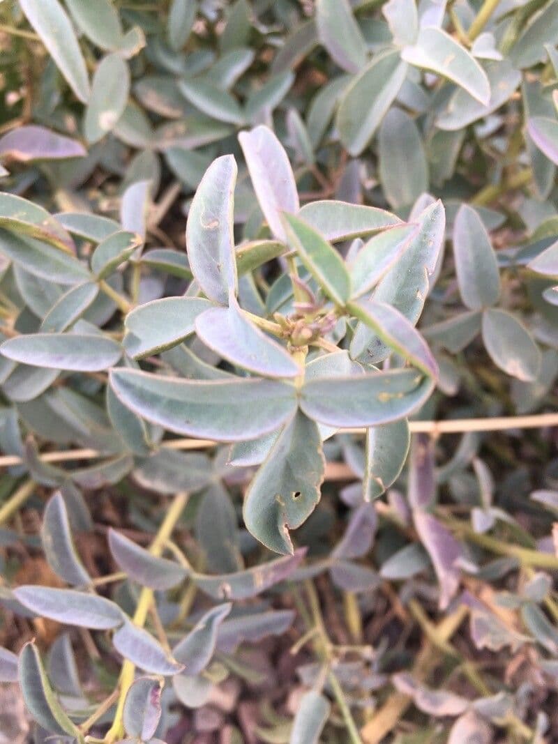 Adenocarpus 15