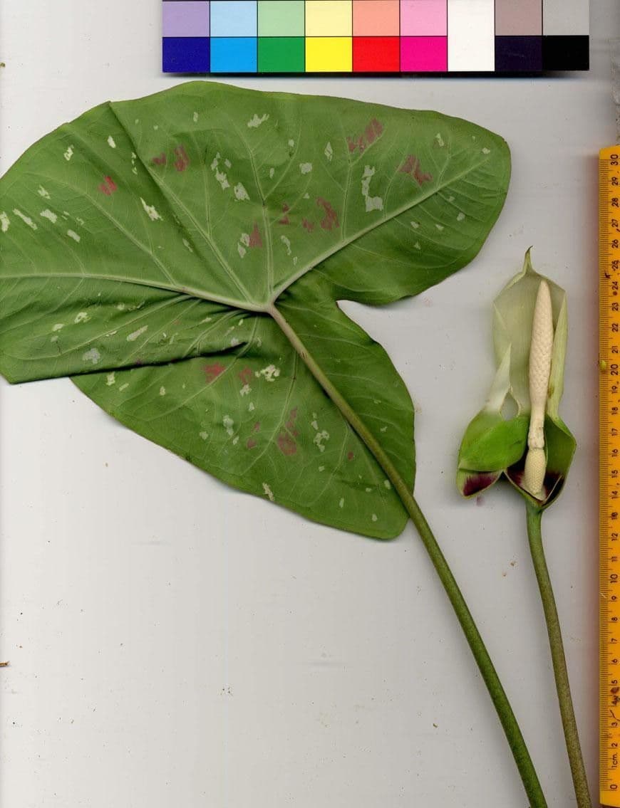 Caladium 27