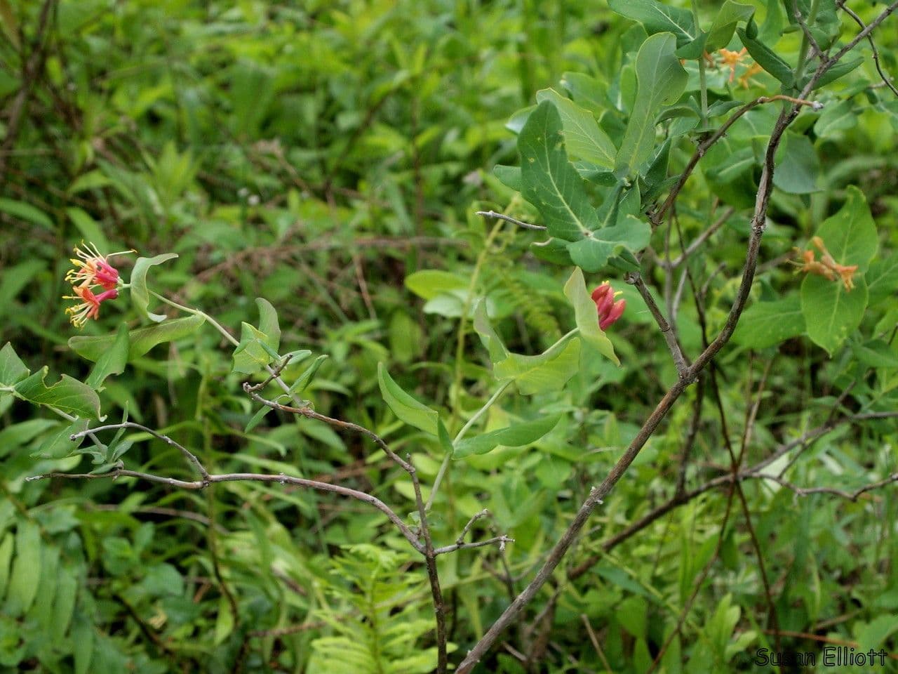 Caprifoglio dioico 12