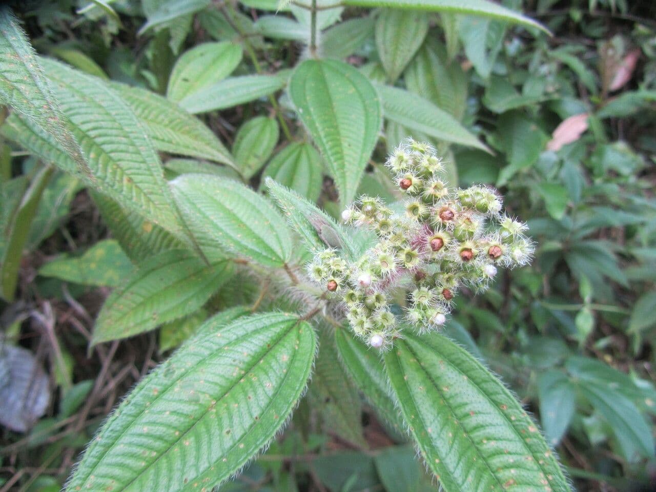 Miconia 16