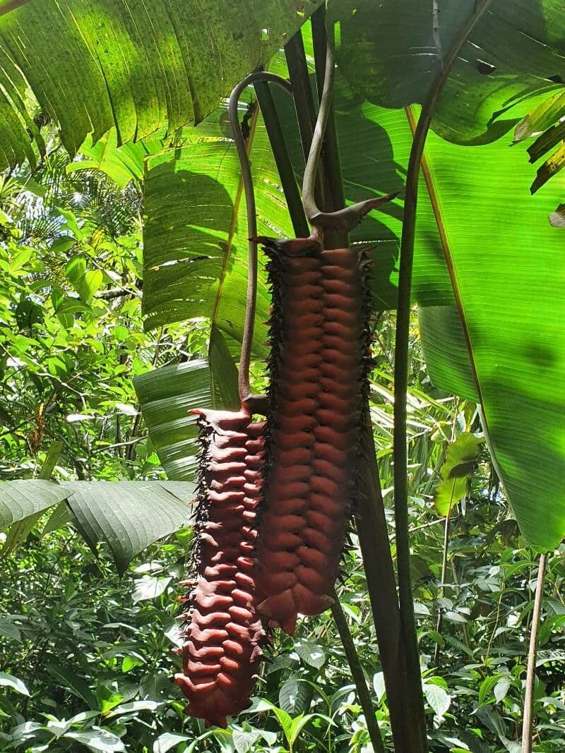 Heliconia 5