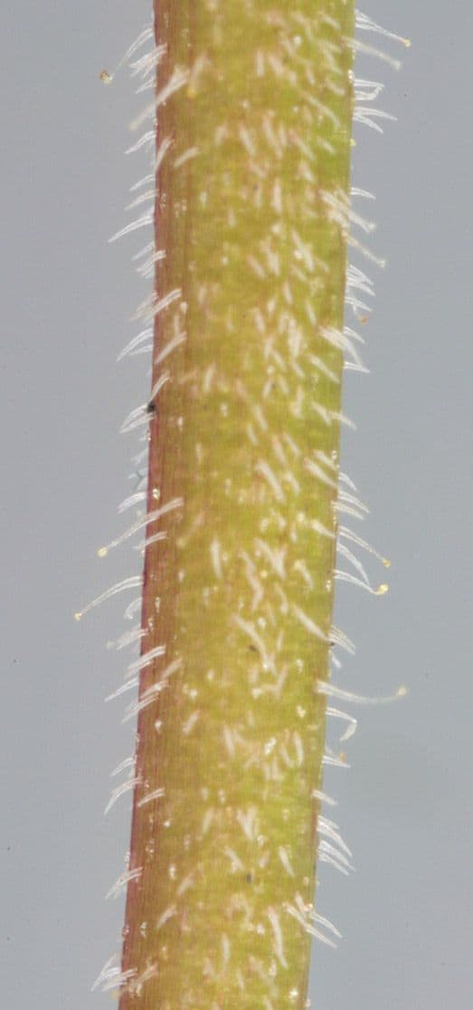 Veronica filiforme 22