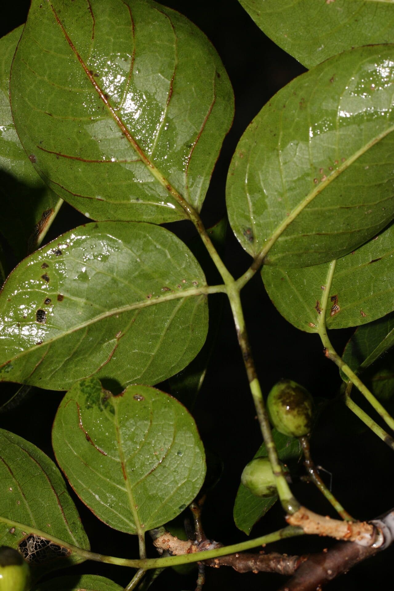Balsamovník