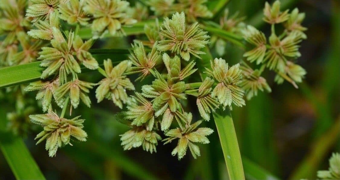 Zigolo verde 7
