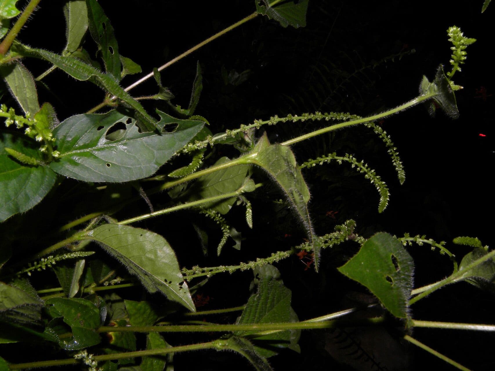 Cyathula prostrata
