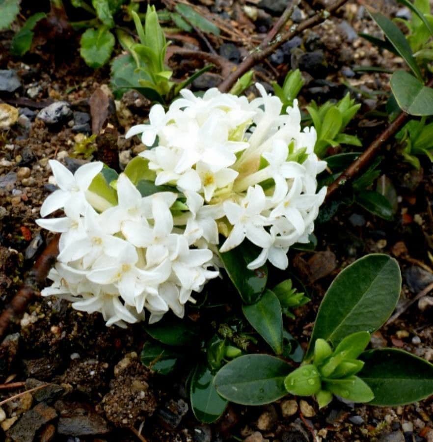 Daphne blagayana