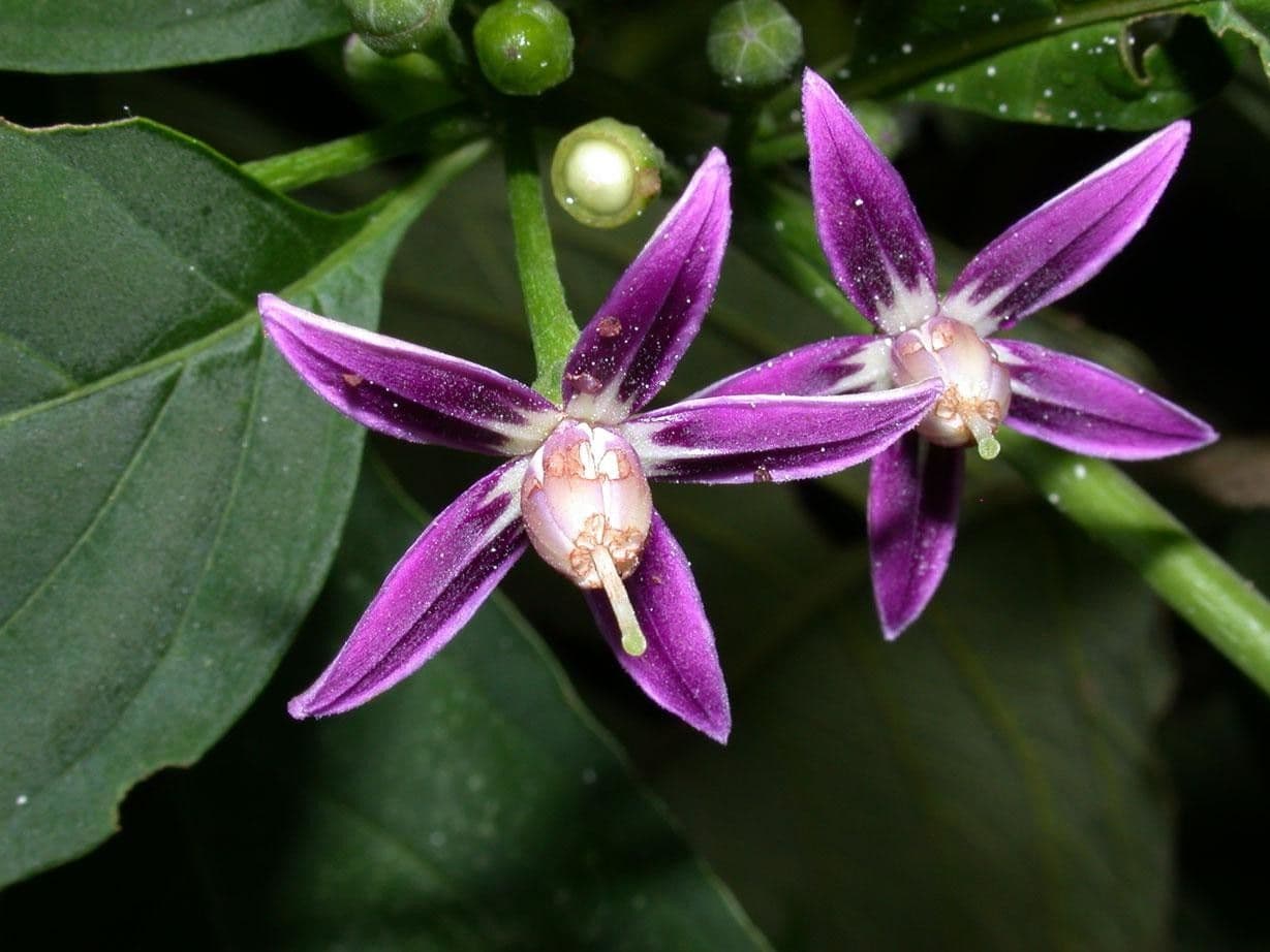 Lycianthes heteroclita 5
