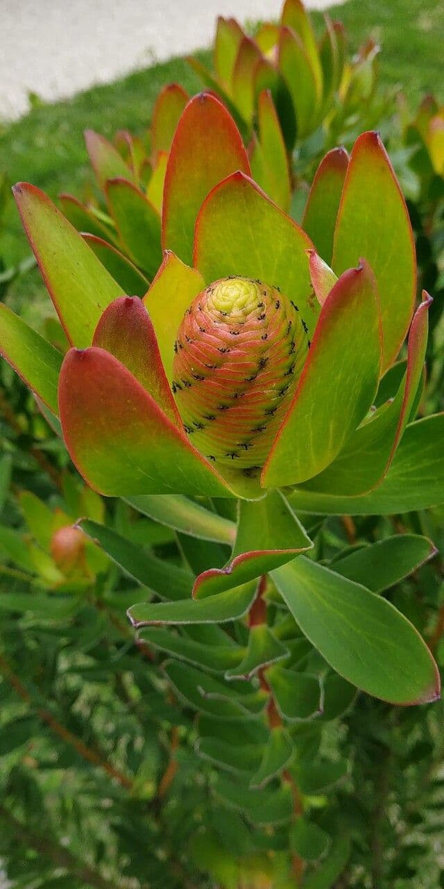Leucadendron alloro 13