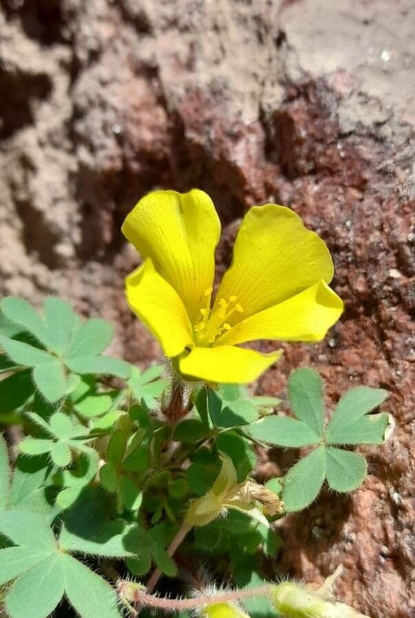 Oxalis conorrhiza 4