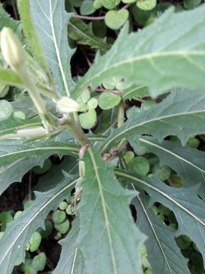 Hippobroma longiflora 20
