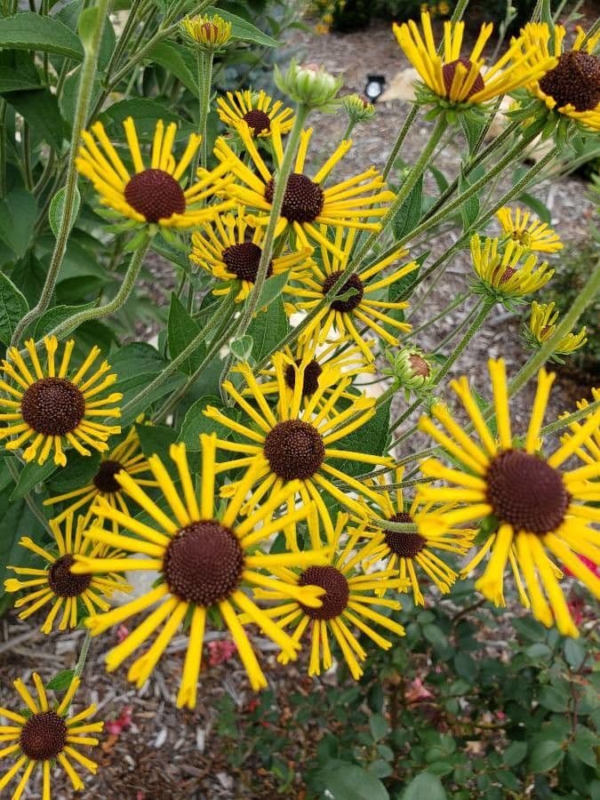 Rudbeckia dolce 3