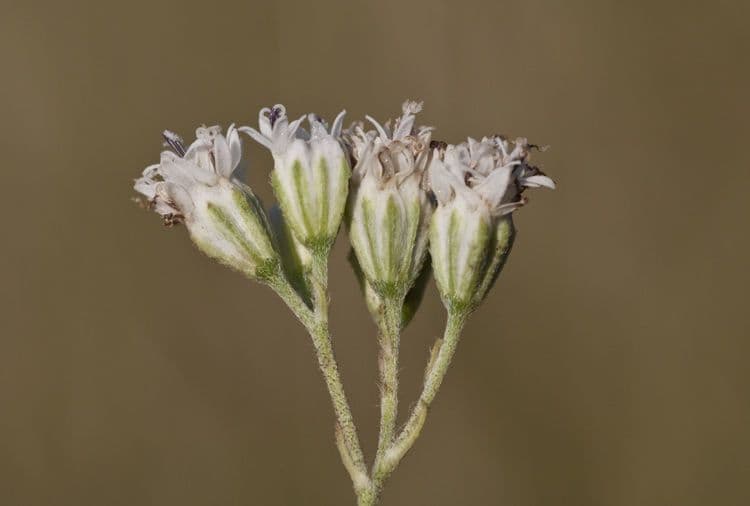 Klebrige Florestina 2