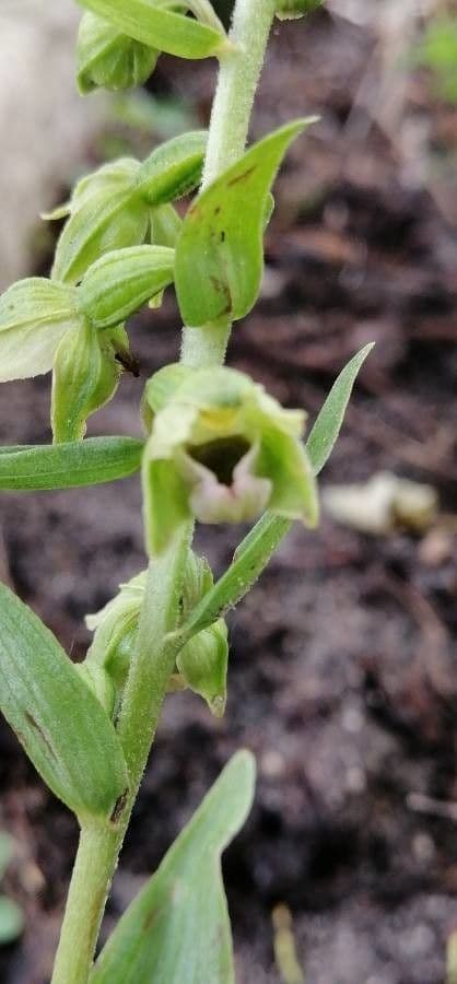 Epipactis 4