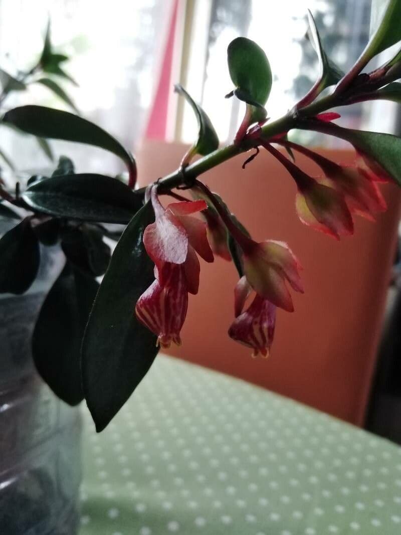 Nematanthus 5