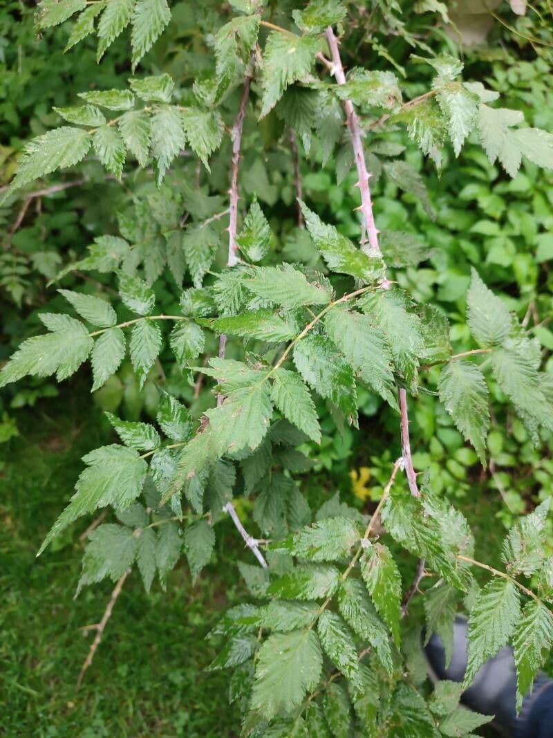 Himbeere 9