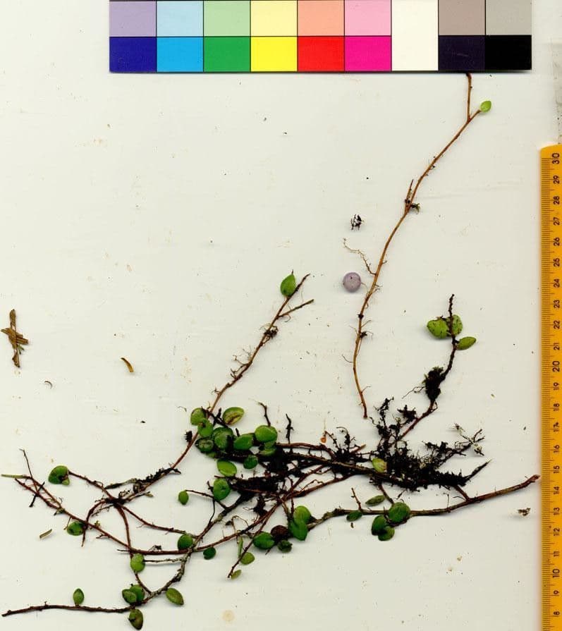 Sphyrospermum 12