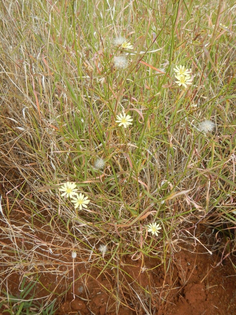 Launaea 10