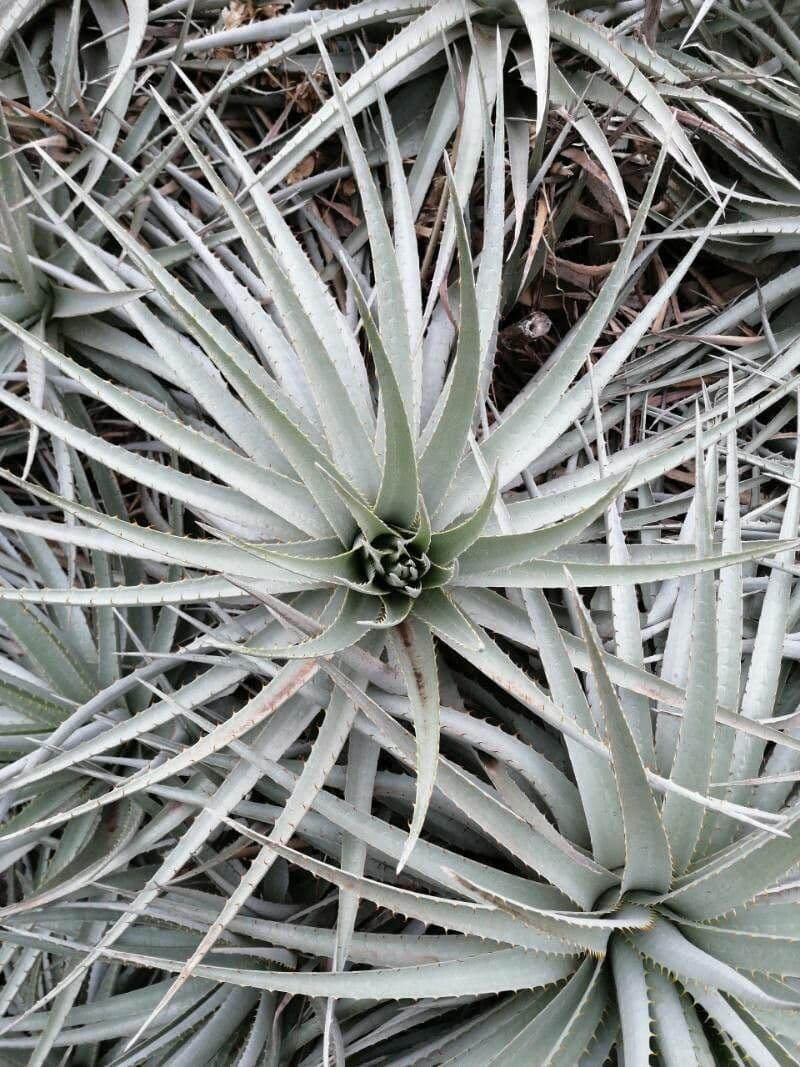 Puya 6