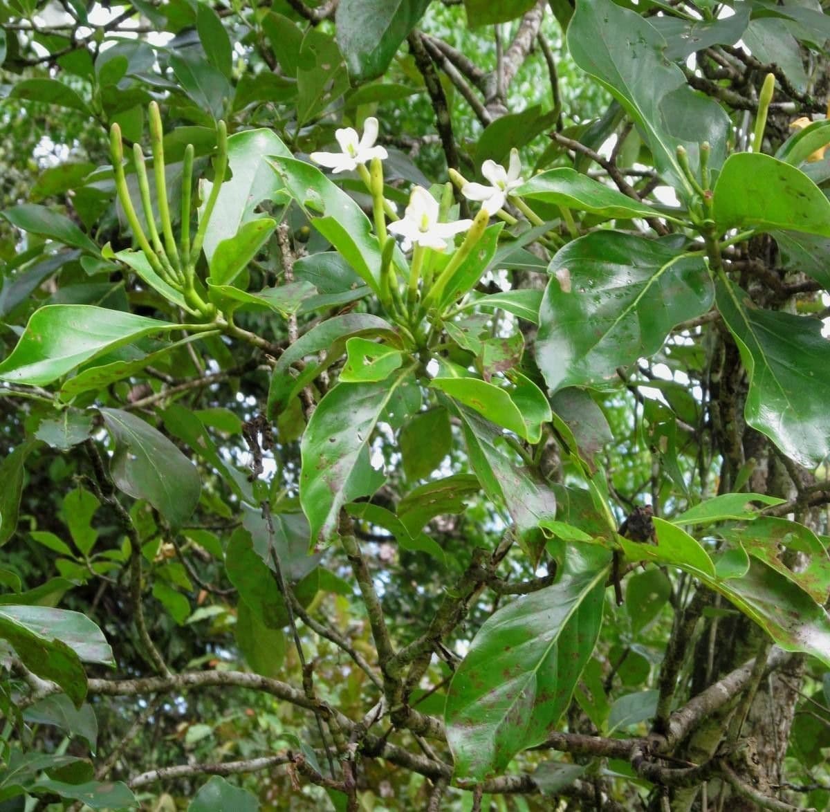 Cosmibuena 7