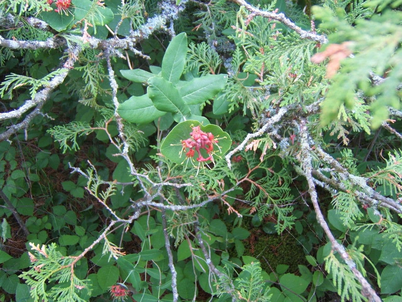 Caprifoglio dioico 14