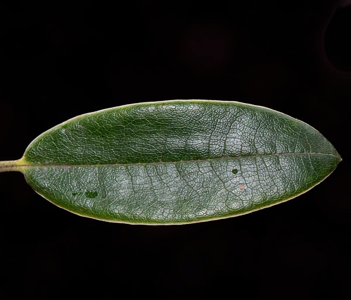 Rhododendron aganniphum 9