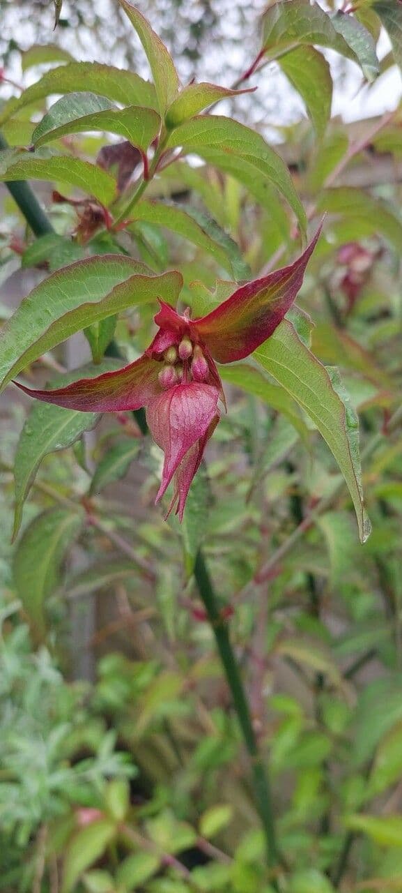 Leycesteria 28