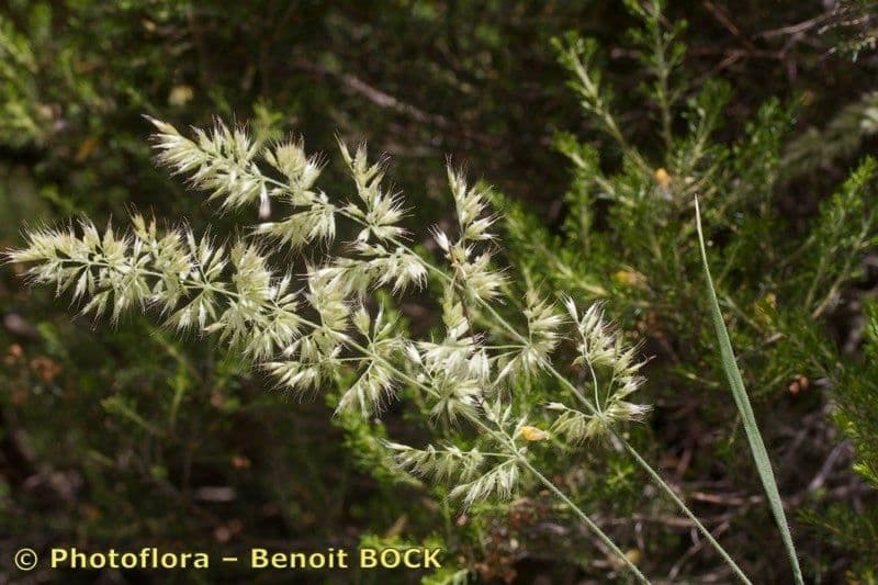 Trisetum 5