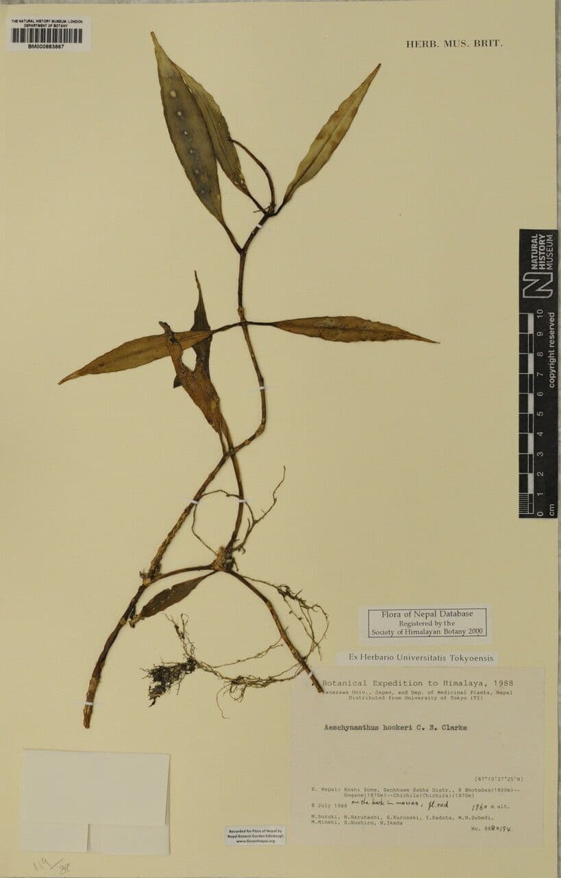 Aeschynanthus 16