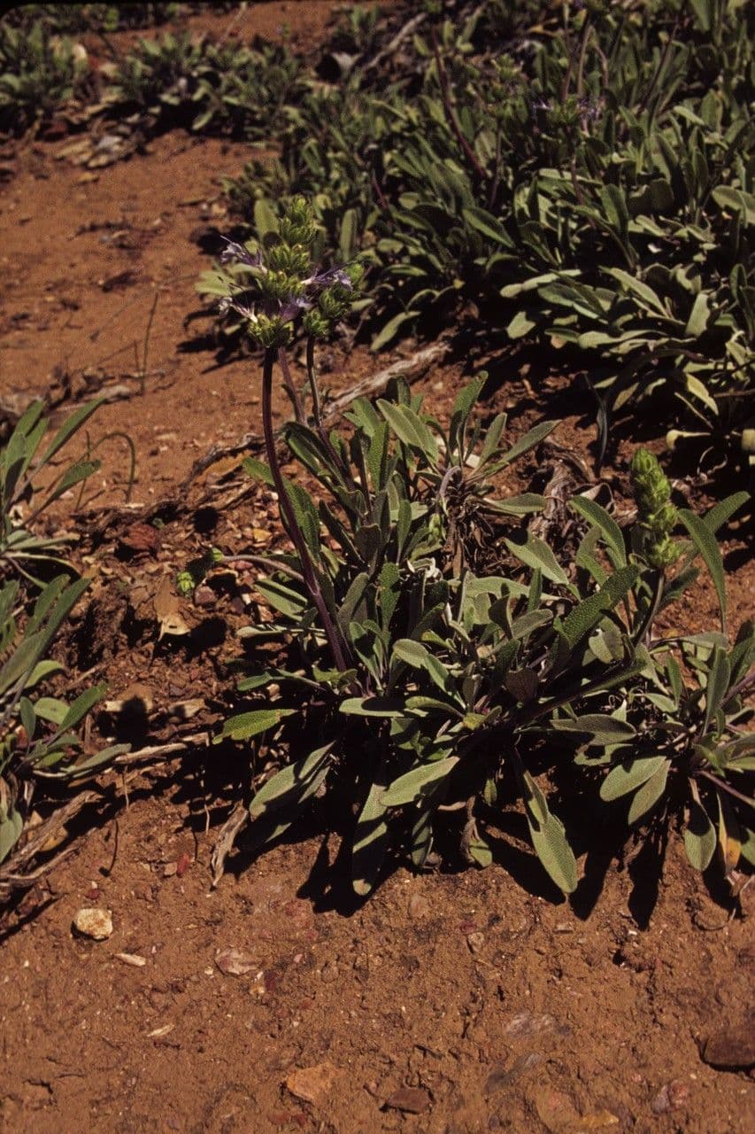 Salvia sonomensis 9