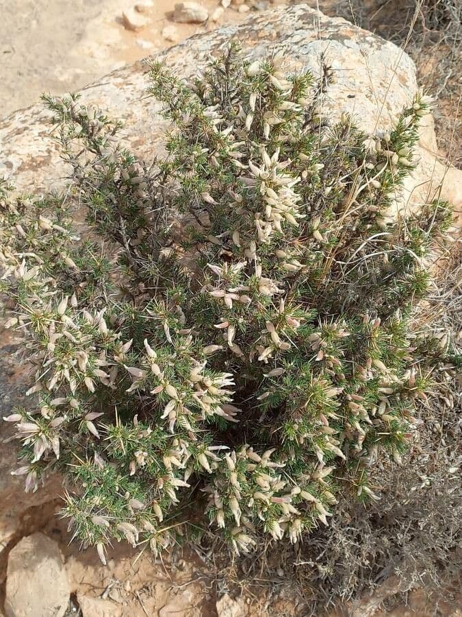 Astragalo 19