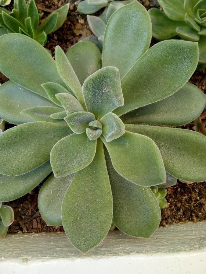 Echeveria