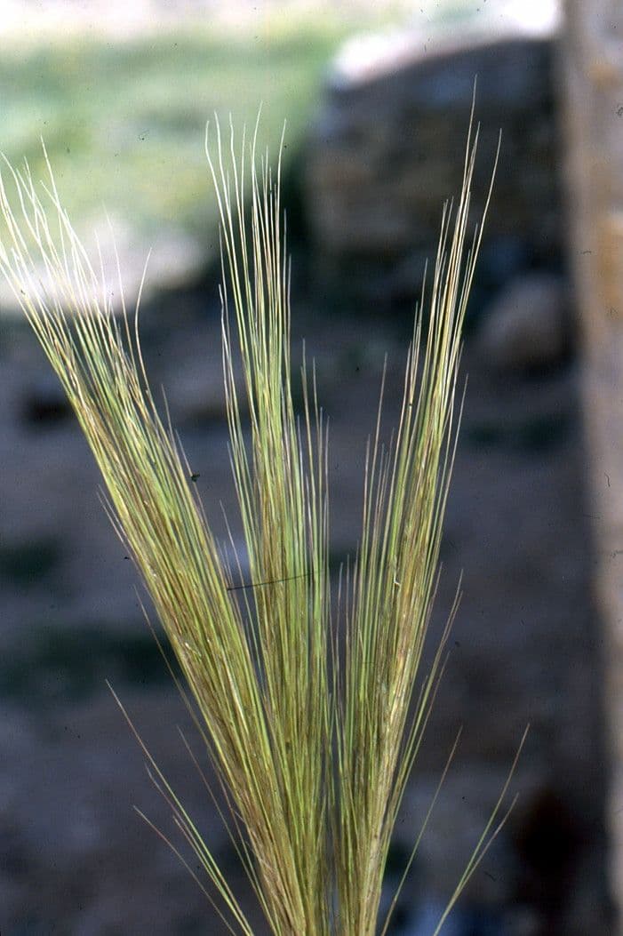 Stipa parviflora 3